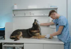 Global Veterinary API Market Size, Trends, and Growth Forecast 2026-2033