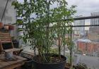 The Pepper That Doesn’t Care How Cold It Gets: Meet the Aji Pepper Plant