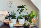 Houseplant Watering Guide + Drought-Tolerant Plants