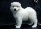 Why Families Are Choosing AKC Samoyed Pups as Pets