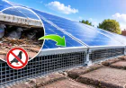 Stop Pigeons Under Solar Panels with Effective Bird Proofing