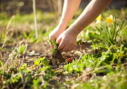 The Most Common Weeds in Weatherford, TX Lawns and How to Eliminate Them