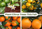 Backyard Citrus Trees: Best Time to Plant in the East Bay (59 chars)