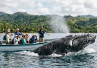 What to Know About Humpback Whale Watching in Samana Bay