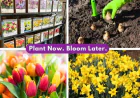 Spring Bulbs & California Native Garden Ideas | Evergreen