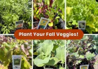 Fall Edible Garden Plants for East Bay Gardens | Evergreen