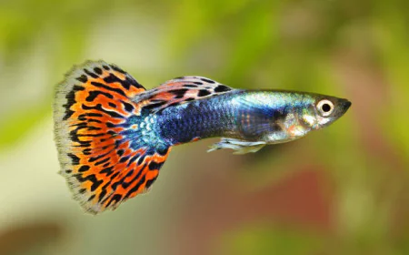 Buy Guppies Online: A Complete Guide for New Keepers