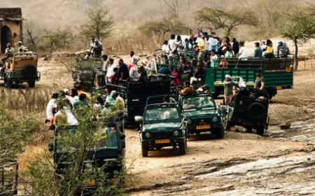 Chambal Safari | Crocodile & Bird Watching Tours