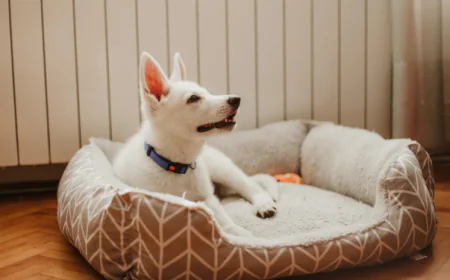 How to Pick the Best Dog Products for Safety and Daily Comfort