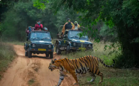 Kabini Wildlife Safari: The Ultimate Guide to Leopards, Tigers, Elephants, Safaris and Wildlife Photography