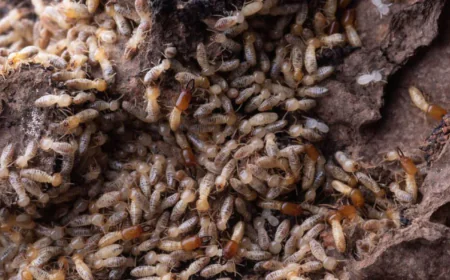 Why Professional Formosan Termites Treatment Is Worth It
