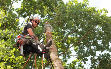 10 Reasons to Hire a Local Tree Service in Woodstock GA for Safer, Healthier Trees