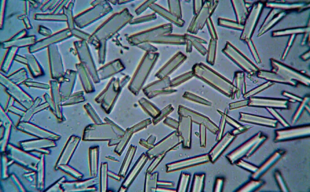 Global Nanocellulose Market Size, Trends, and Growth Outlook 2026-2033