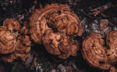 Reishi Mushroom Supplements for Everyday Wellness