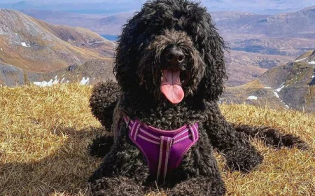 From Cuddles to Playtime: Choosing the Perfect Dog Toy for Every Personality