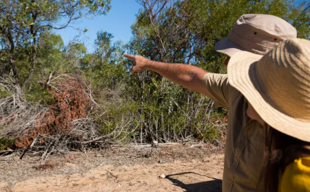 Wildlife Removal Experts in Charleston for Safe, Humane Solutions
