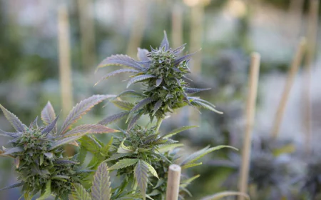 Indica or Sativa? Understanding the True Lineage of the Zombie Breath Strain