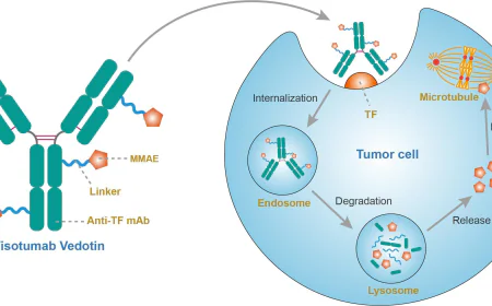 Antibody Drug Conjugates Market Size, Growth, and Strategic Insights 2026-2033