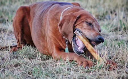 Healthy Dental Chews for Dogs: Supporting Better Oral Care