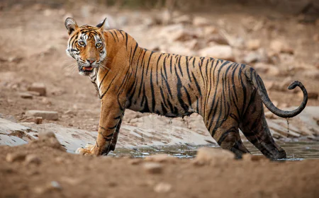 Best Forest Resorts Near Pench for Monsoon Vacations
