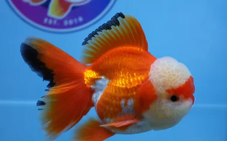 Online Goldfish Store: Find Beautiful, Quality Fancy Goldfish at ChuChuGoldfish