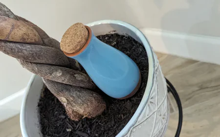 Simple Ways to Make Plant Care Easier When Life Gets Busy