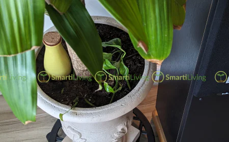 The Hidden Reason Your Houseplants May Be Struggling
