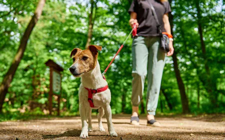 The Importance of Teaching Your Dog Loose Leash Walking: A Better Perspective