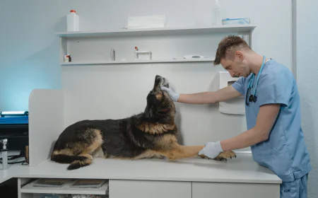 Global Veterinary API Market Size, Trends, and Growth Forecast 2026-2033