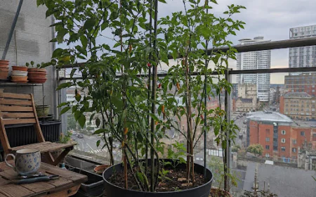 The Pepper That Doesn’t Care How Cold It Gets: Meet the Aji Pepper Plant