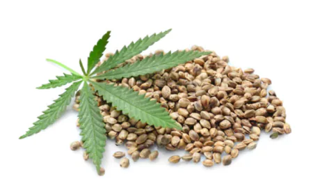 Buy Marijuana Seeds Colorado: Where to Buy Marijuana Seeds in Colorado