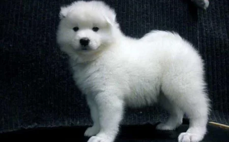 Why Families Are Choosing AKC Samoyed Pups as Pets