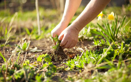 The Most Common Weeds in Weatherford, TX Lawns and How to Eliminate Them