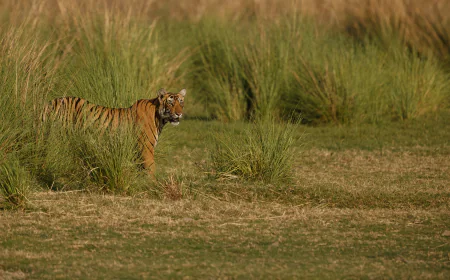 Why Should Nature Lovers Visit Pench in the Rainy Season?