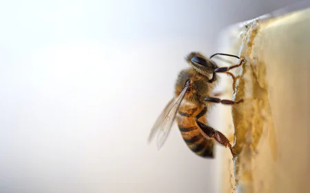 For the Beekeeper Who Knows the Value of Trust
