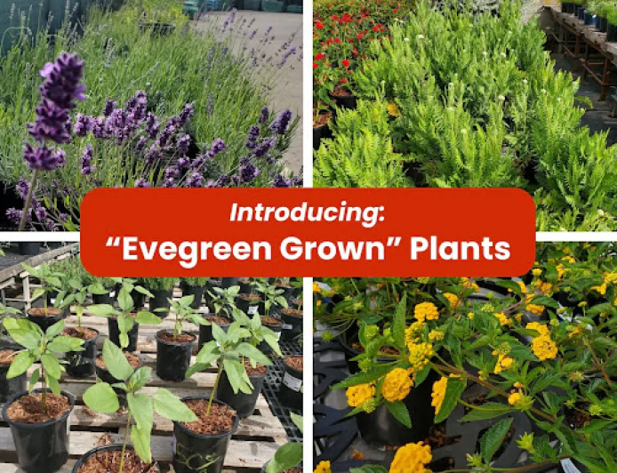 Evergreen Grown Drought-Tolerant Plants | San Leandro, CA