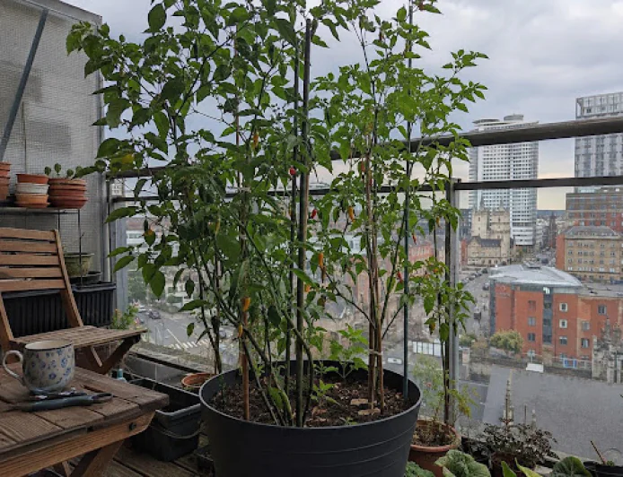 The Pepper That Doesn’t Care How Cold It Gets: Meet the Aji Pepper Plant