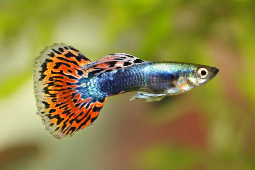 Buy Guppies Online: A Complete Guide for New Keepers