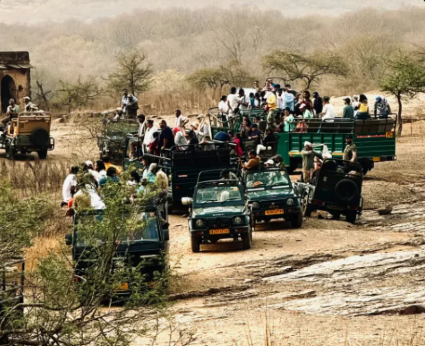 Chambal Safari | Crocodile & Bird Watching Tours