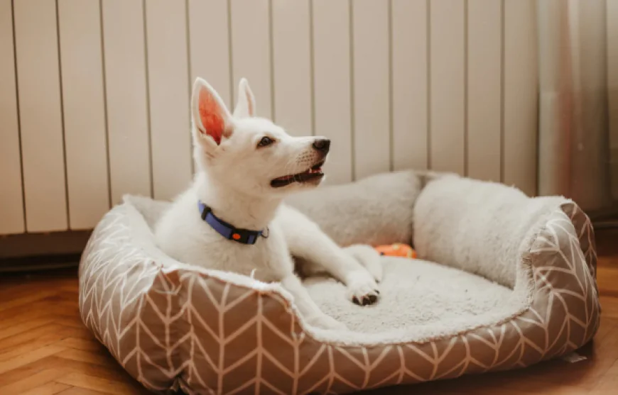 How to Pick the Best Dog Products for Safety and Daily Comfort