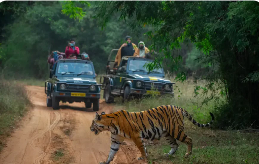 Kabini Wildlife Safari: The Ultimate Guide to Leopards, Tigers, Elephants, Safaris and Wildlife Photography