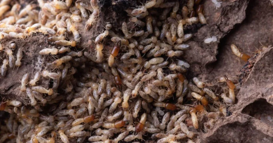 Why Professional Formosan Termites Treatment Is Worth It