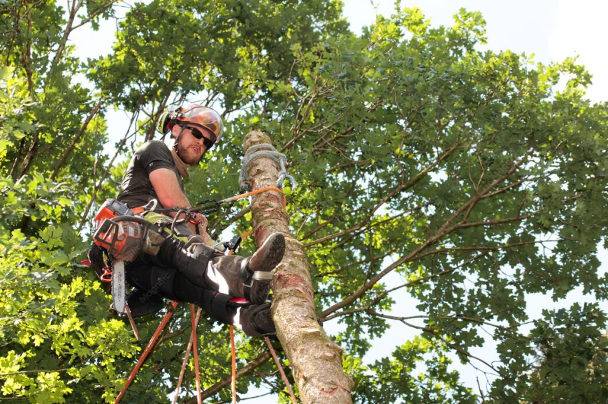 10 Reasons to Hire a Local Tree Service in Woodstock GA for Safer, Healthier Trees
