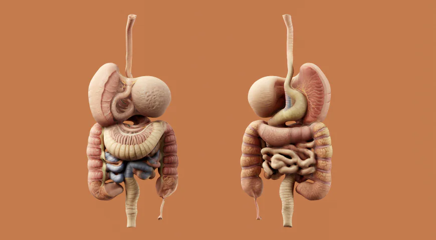 Ulcerative Colitis Market Size, Trends, and Growth Forecast Analysis 2026-2033