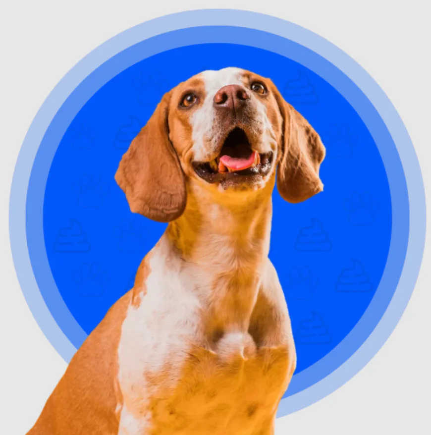 Keep Your Outdoor Space Fresh With a Reliable Dog Poop Yard Cleaner