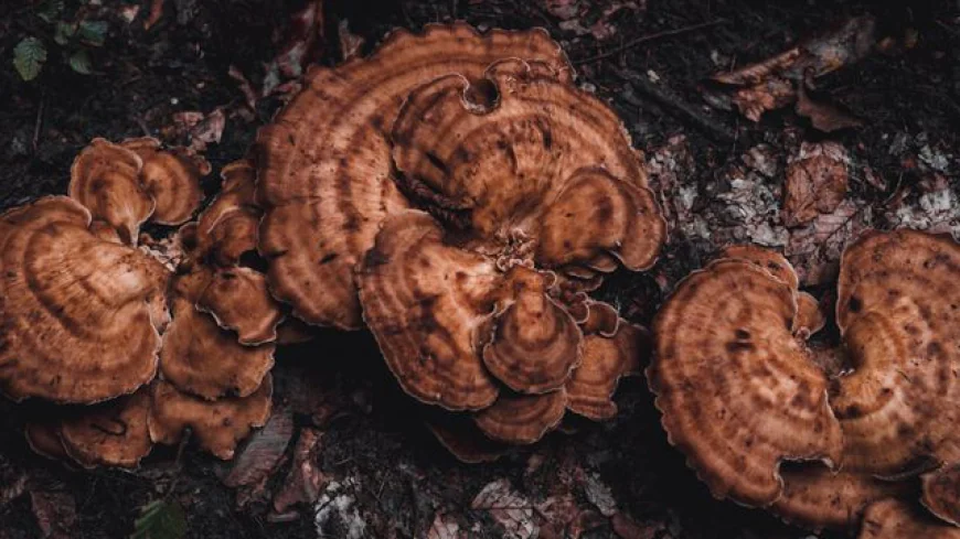 Reishi Mushroom Supplements for Everyday Wellness