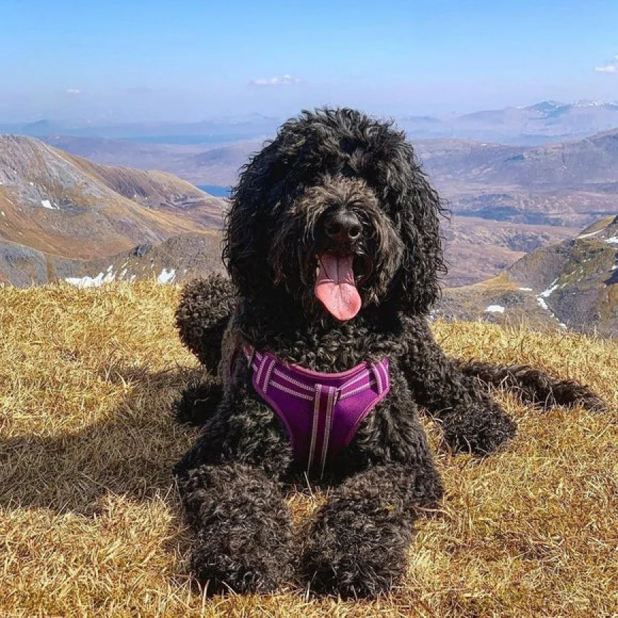 From Cuddles to Playtime: Choosing the Perfect Dog Toy for Every Personality
