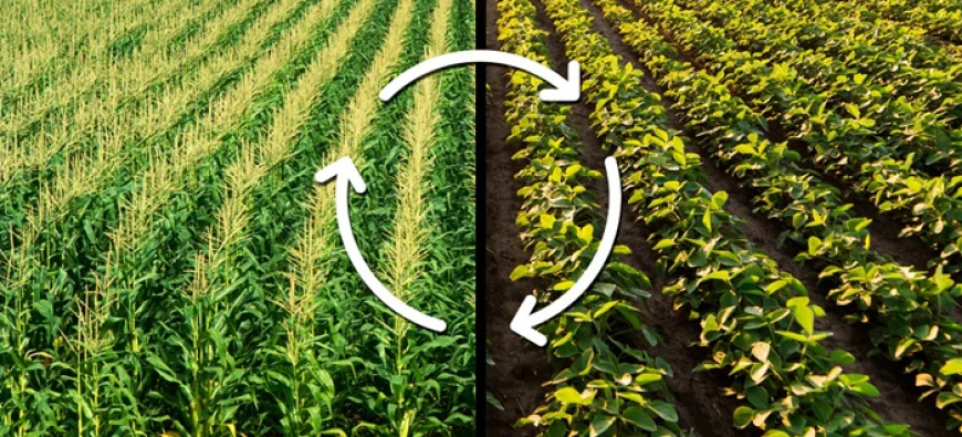 Gramiti: Insecticide for Tomato, Soybean, Maize & Vegetable Farming Solutions for Modern Indian Farmers