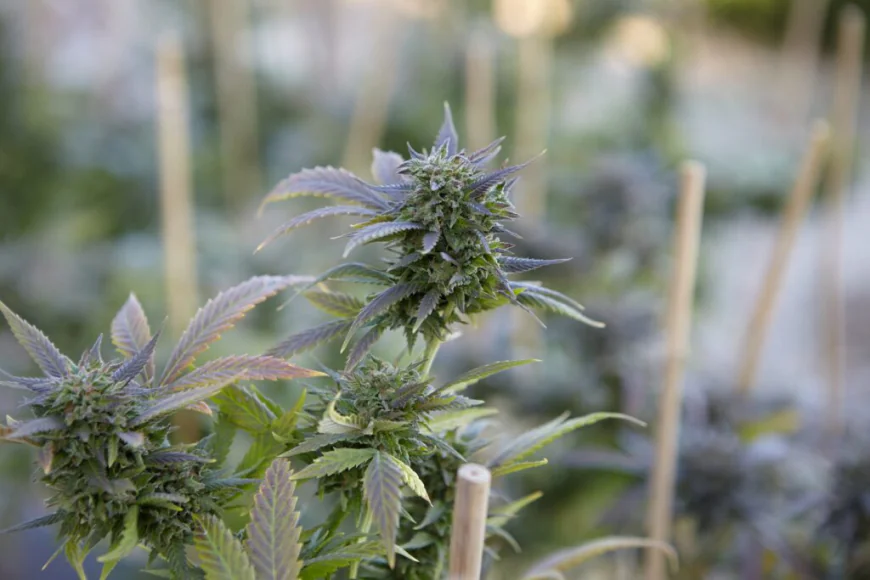 Indica or Sativa? Understanding the True Lineage of the Zombie Breath Strain