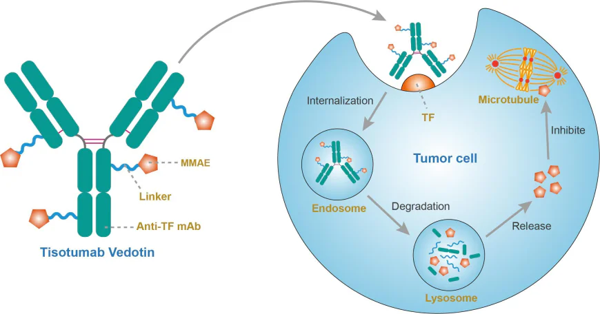 Antibody Drug Conjugates Market Size, Growth, and Strategic Insights 2026-2033